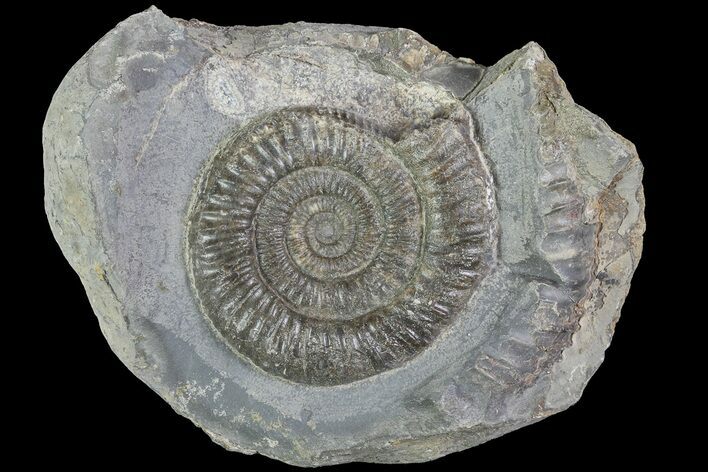 Dactylioceras Ammonite Fossil - England #84910
